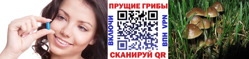 Купить закладки  Кашира  Псилоцибиновые грибы Psilocybe 